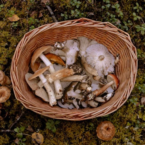 Quickly Eliminate Fungus Gnats with Hydrogen Peroxide Treatment