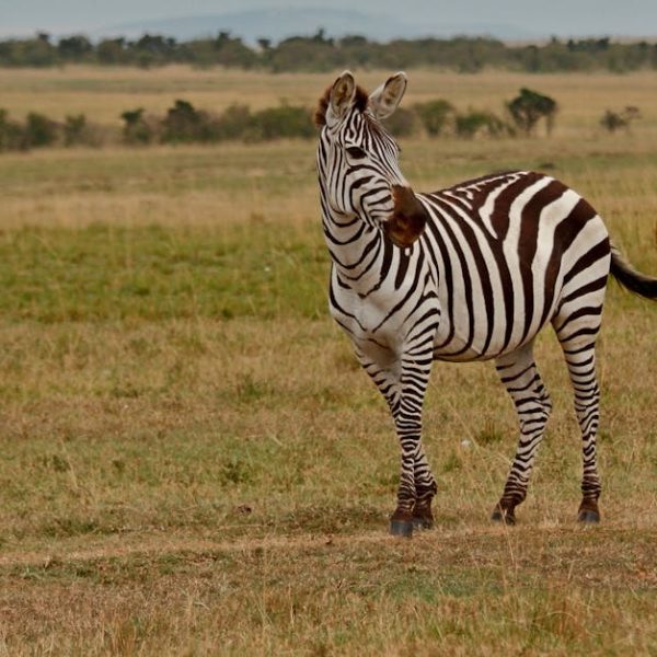 Raspberry Bush Buddies: Best Garden Companions for Top Yields
