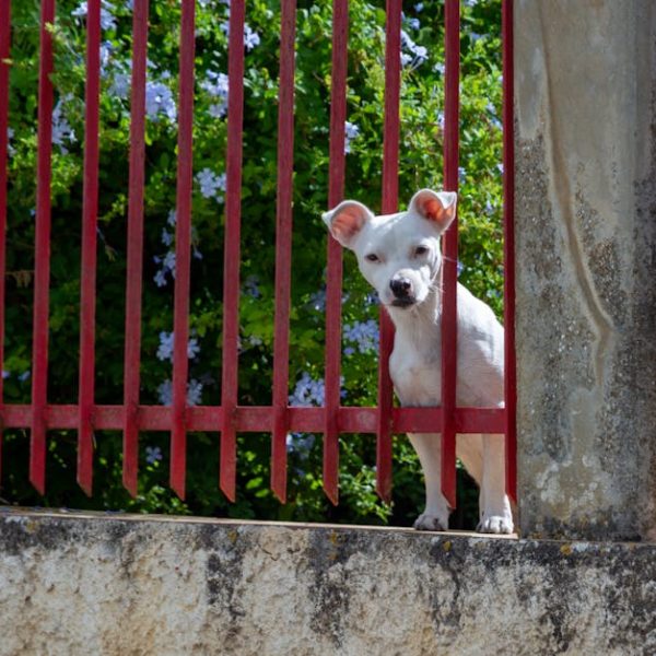 Rat Repellent Plants: Eco-Friendly Solutions to Keep Rodents Away