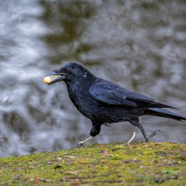 Simple Tips to Banishing Gnats from Your Ceiling
