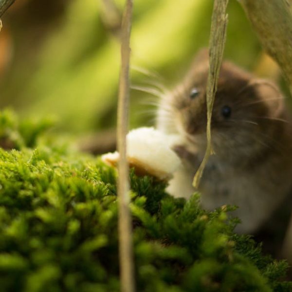 Smart Mouse Control: Effective Home Solutions to Eliminate Mice