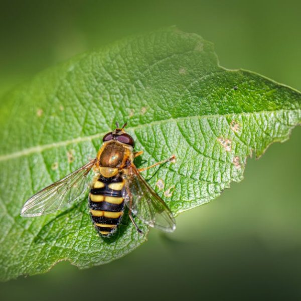 Smart Strategies to Prevent Kissing Bugs and Ensure Safety