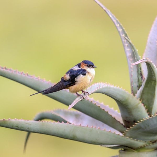 Smart Tips for Growing Aloe Vera Indoors: Your Guide to Indoor Planting