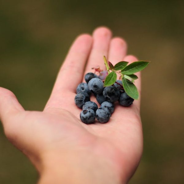Smart Tips for Perfect Blueberry Harvesting This Season