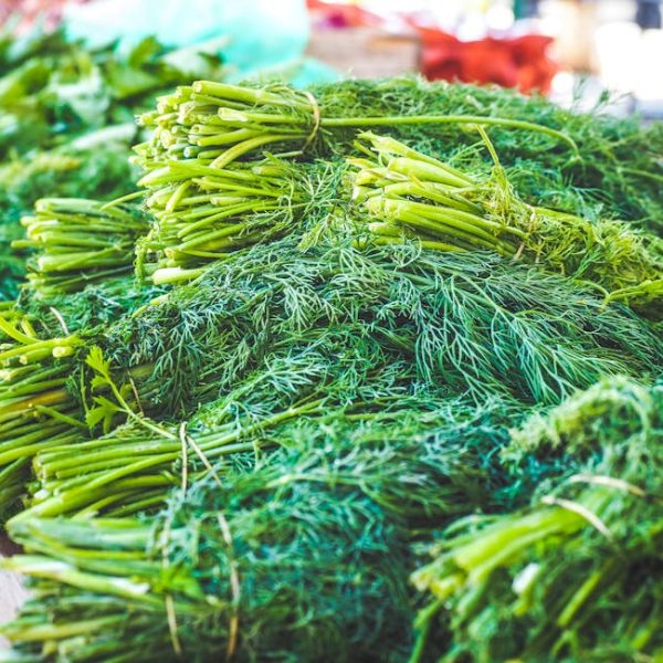 Smart Tips for Planting and Caring for Your Thriving Fennel Garden