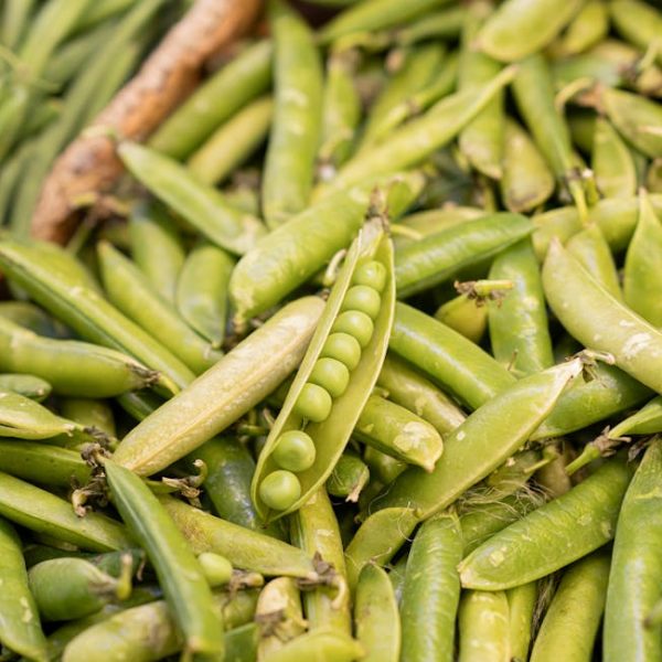 Smart Tips for Thriving Lima Bean Plant Care and Growth