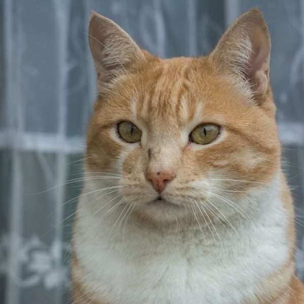 Smart Tips to Control and Eliminate Mosquitoes in Your Home