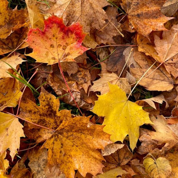 Solving Cauliflower Growing Problems for a Healthy Harvest