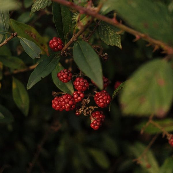 Solving Common Issues for Healthier Blackberry Bushes