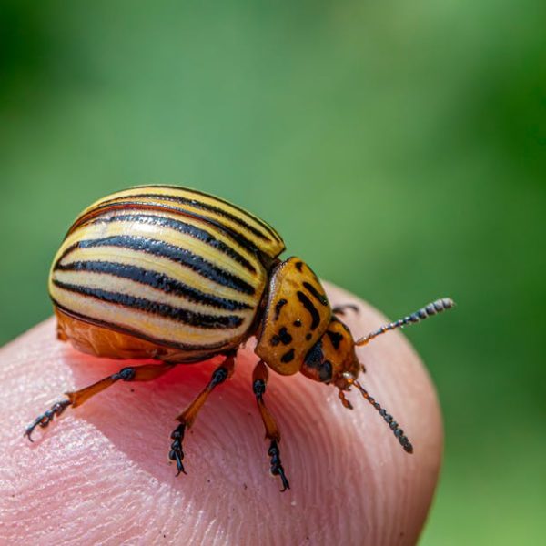 Squash Bug Repellent Plants: Top Natural Remedies for Your Garden