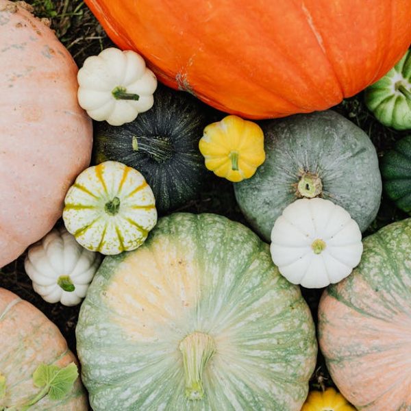 Squash Harvest Time: Expert Tips for Picking Perfect Squash