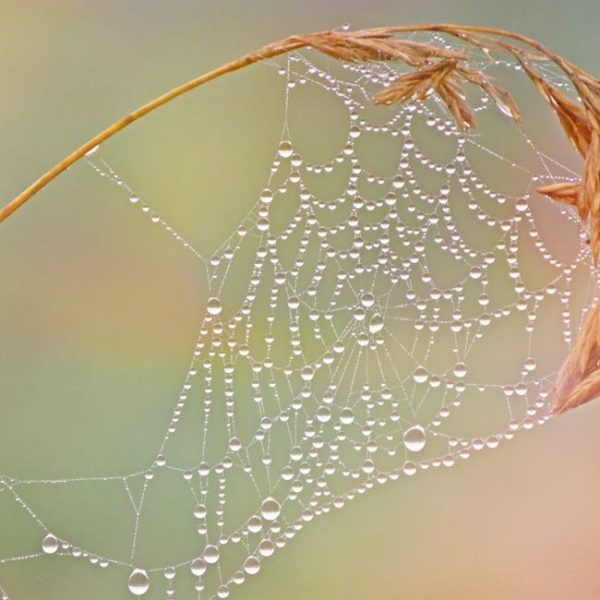 Startling Foods That Effectively Bait Rat Traps