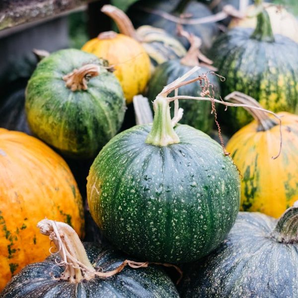 Step-by-Step Gourd Growing Guide: Planting Tips for Success