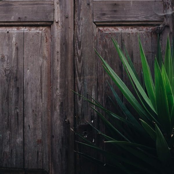 The Ultimate Guide: How to Effectively Eradicate Poison Ivy