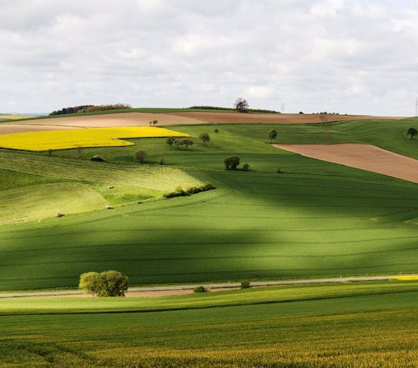 The Ultimate Guide to Growing Corn: Everything You Need to Know