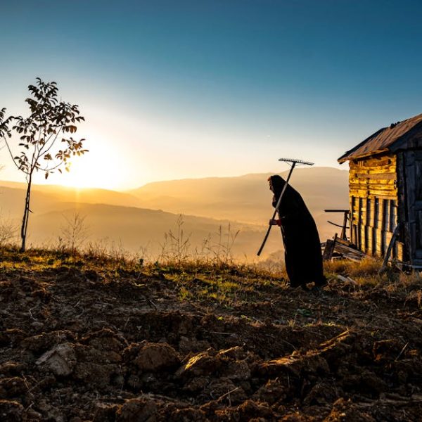 Thriving Mulberries: Essential Mulberry Tree Care Tips