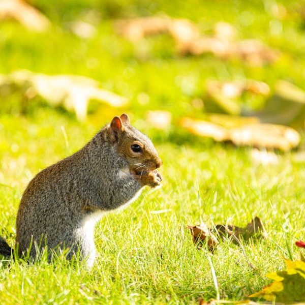 Time to Grow: Your Ultimate Guide to Planting Cantaloupe