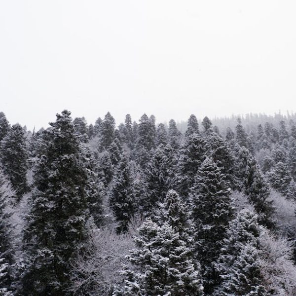 Tips to Eliminate Powdery Mildew & White Fungus from Tree Bark