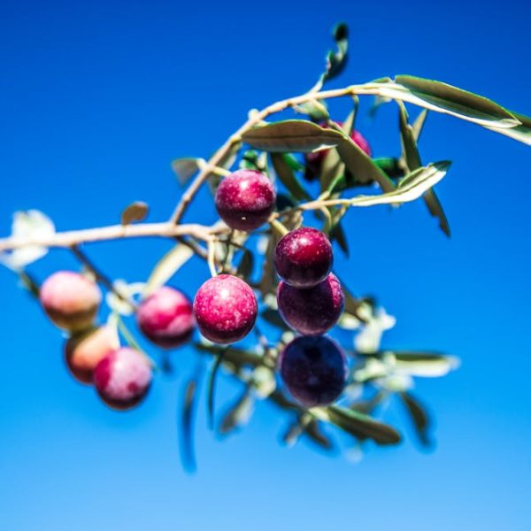 Tomatillo Plant Care: Top Tips for Identifying and Growing Healthy Tomatillos