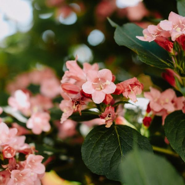 Top 10 Beautiful Plants to Effectively Repel Moles for Good