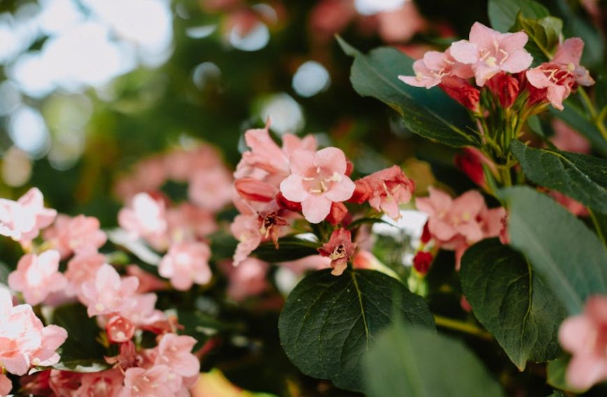 Top 10 Beautiful Plants to Effectively Repel Moles for Good