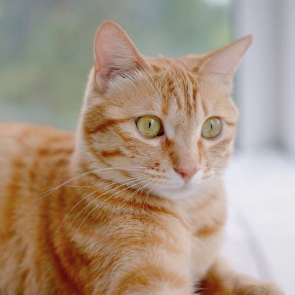 Top 10 Cat-Repellent Plants to Keep Your Garden Feline-Free