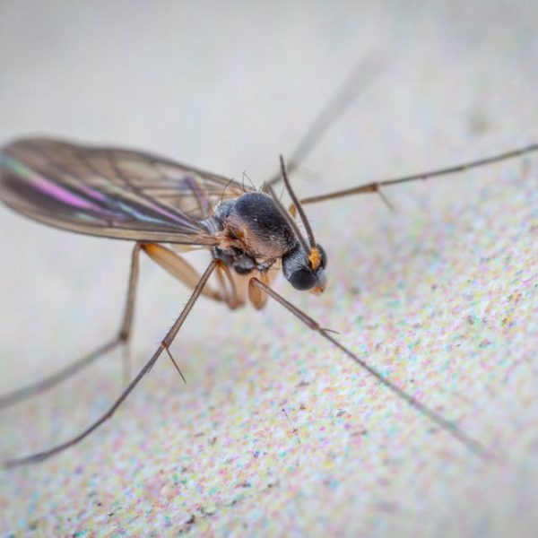 Top 11 Common Household Gnats and Flies You Should Know