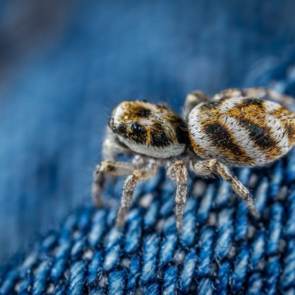 Top 11 Natural Spider Repellents for a Pest-Free Home