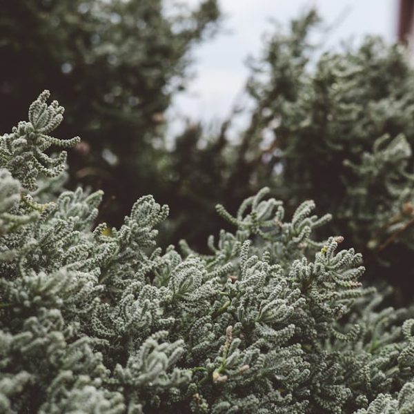Top 15 Evergreen Bushes for Vibrant Year-Round Color