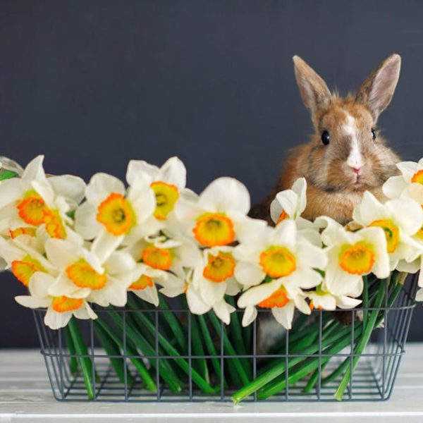 Top 7+ Stunning Plants That Naturally Repel Squirrels