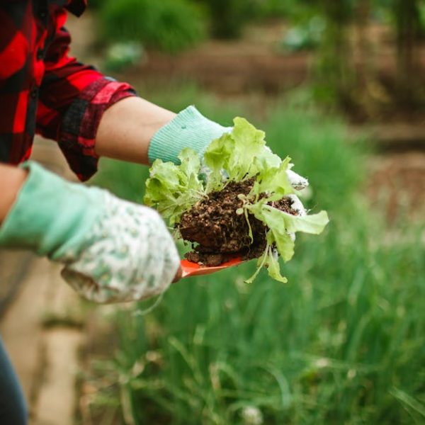 Top Beneficial Companions: Best Plants for Thriving Blackberries