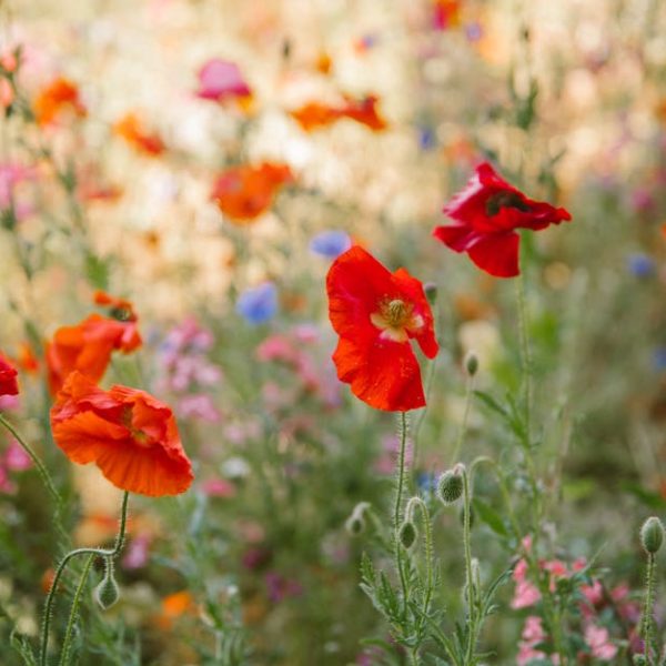 Top Care Tips: The Smart Guide to Growing Healthy Red Onion Plants