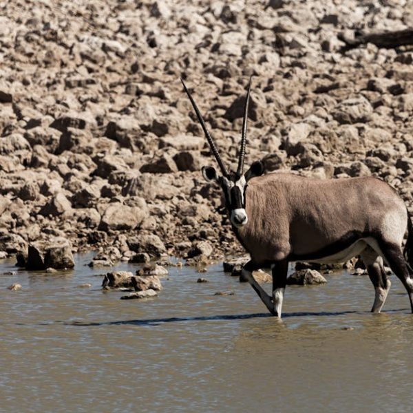 Top Combative Plants That Can Disrupt Your Garden Harmony