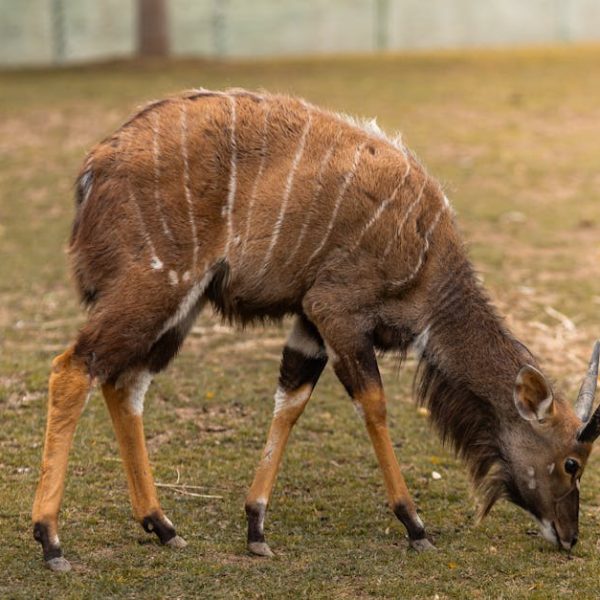 Top Companion Plants for Ground Cherries: Thrive Together