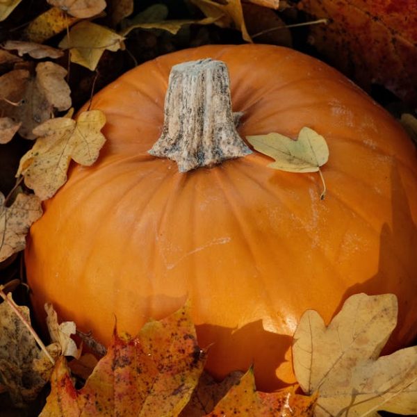 Top Companion Plants for Healthy Gourds: Grow Better Together