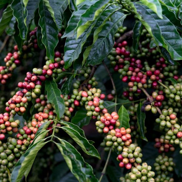 Top Companion Plants to Grow with Your Rhubarb for a Thriving Garden