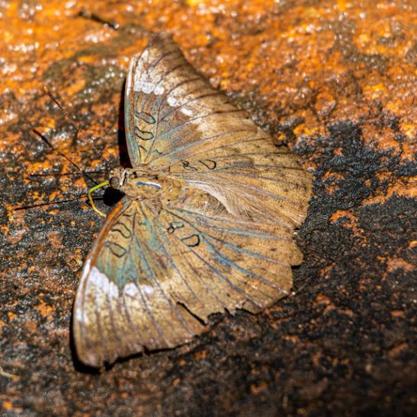 Top Fruit Fly Prevention Tips: Learn What Attracts These Pests