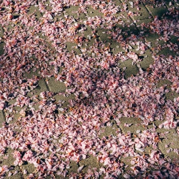 Top Ground Cherry Varieties: Best Picks for Your Garden