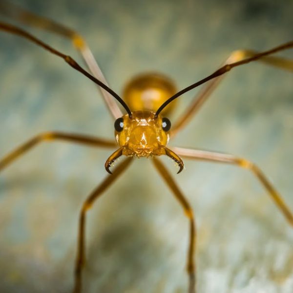 Top Natural Remedies to Safely Banish Ants from Your Home