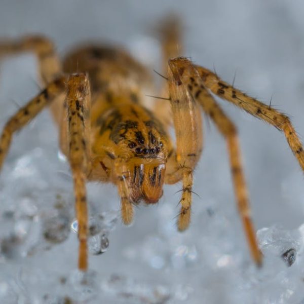 Top Strategies to Effectively Eliminate Spiders in Your Home