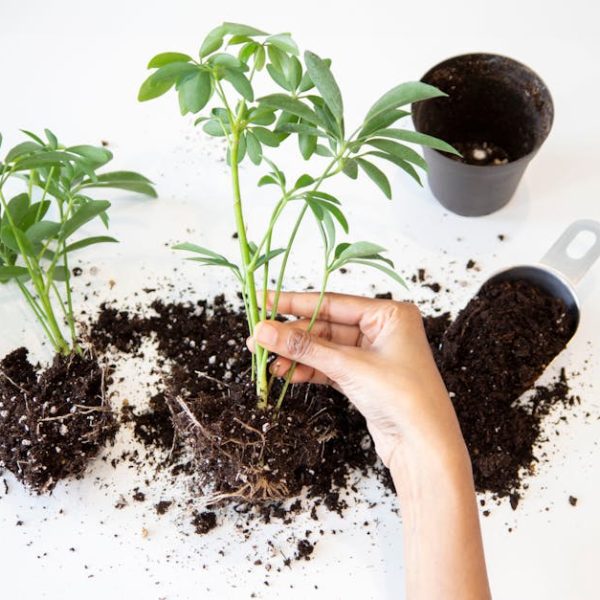 Top Tips for Composting Cow Manure: Best Practices for Rich Soil