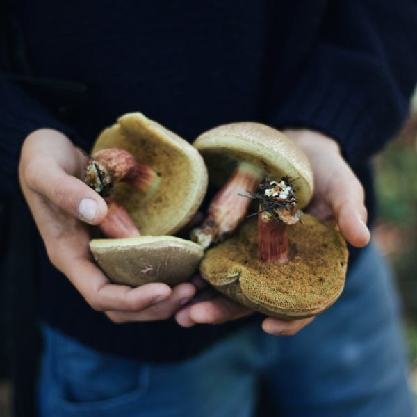 Top Tips for Efficient Mushroom Harvesting