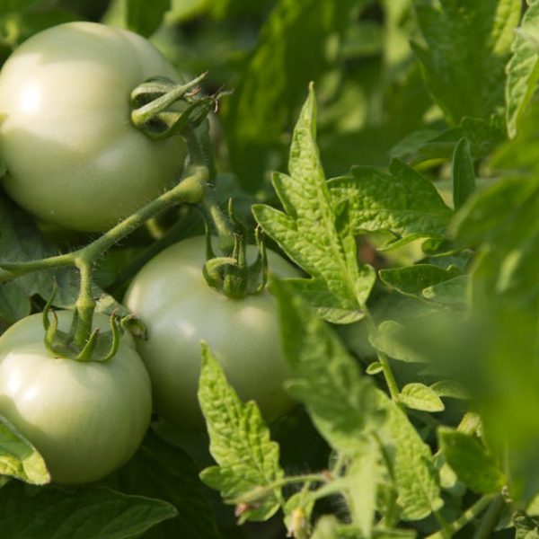 Top Tips for Growing Vegetables: Your Smart Planting Guide