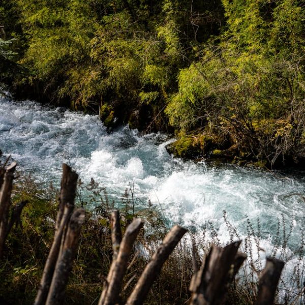 Top Tips for Growing Vibrant Raspberry Bushes: A Handy Guide