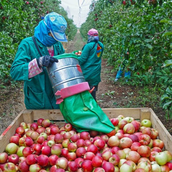 Ultimate Guide: Discover When Apples Are Ripe for Picking