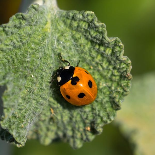 Ultimate Guide: Master Effective Termite Infestation Solutions