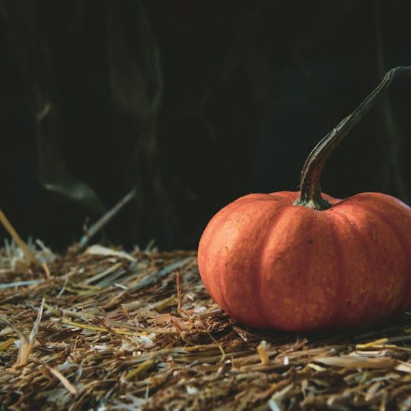 Ultimate Pumpkin Harvesting Guide: Perfect Timing and Techniques