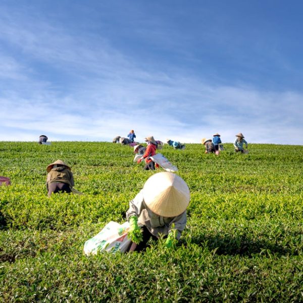 Unlock Liquid Gold: Homemade Compost Tea Recipes for Top Growth