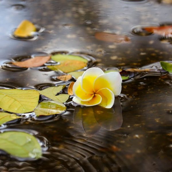 White Mold in Soil: Top Tips to Eliminate Plant Dirt Fungus