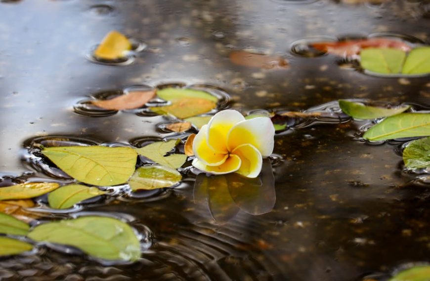 White Mold in Soil: Top Tips…